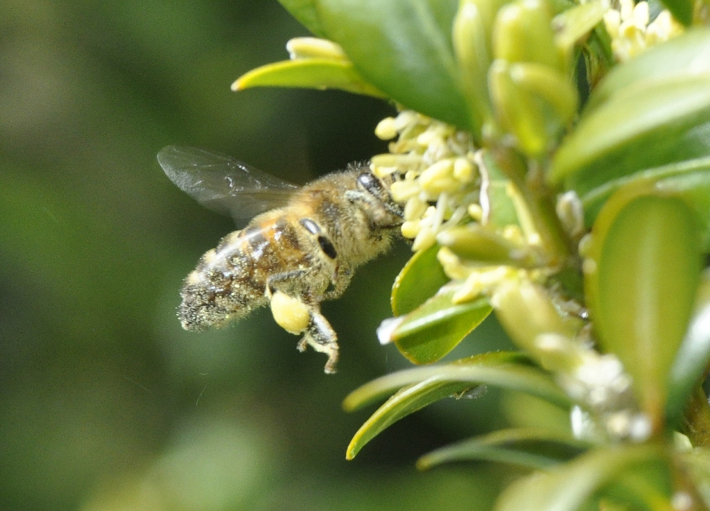 bee_collecting_box_pollen