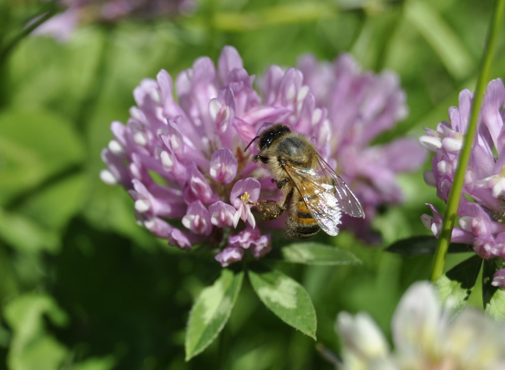 bee_on_red_clover