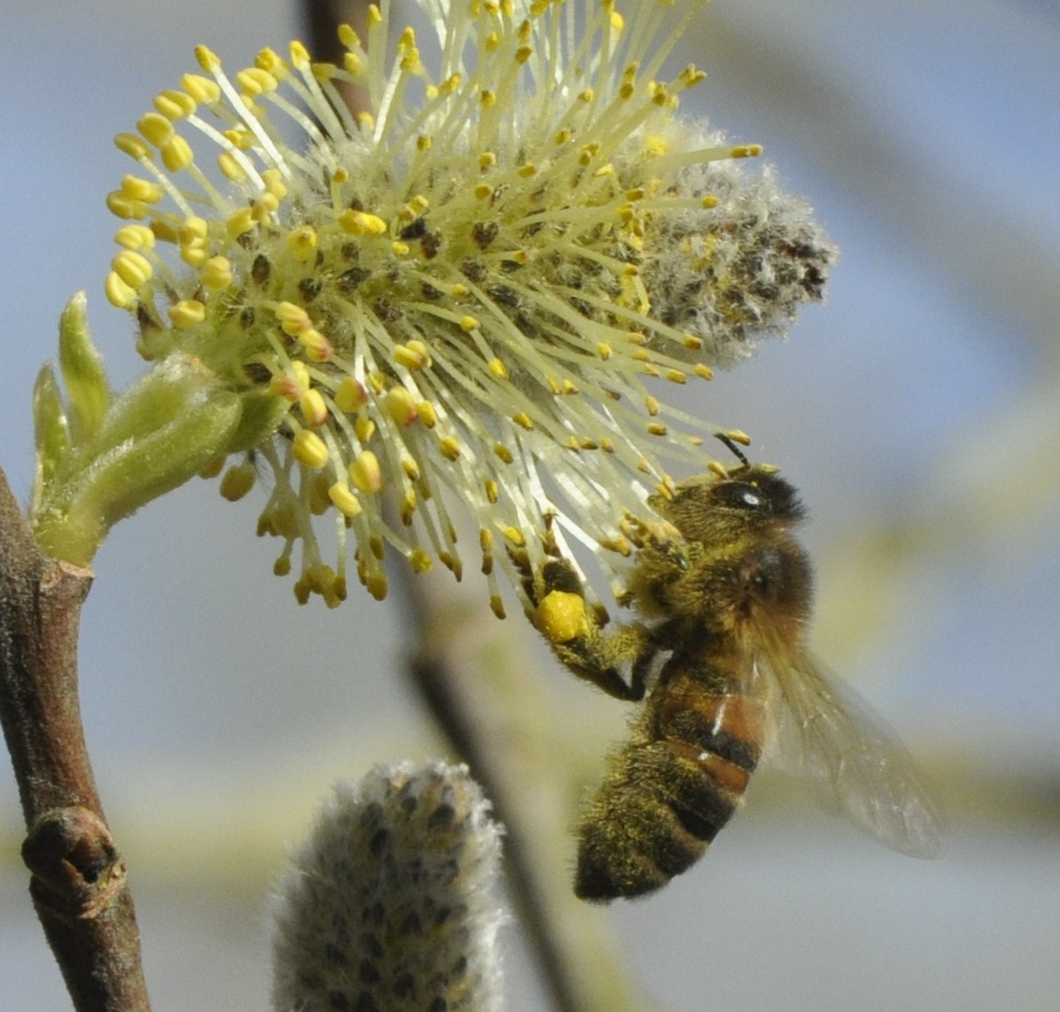 bee_on_willow_catkin